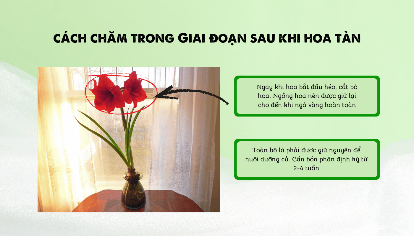 Hoa amaryllis có nở lại không? Cách chăm hoa amaryllis trong giai đoạn sau khi hoa tàn.