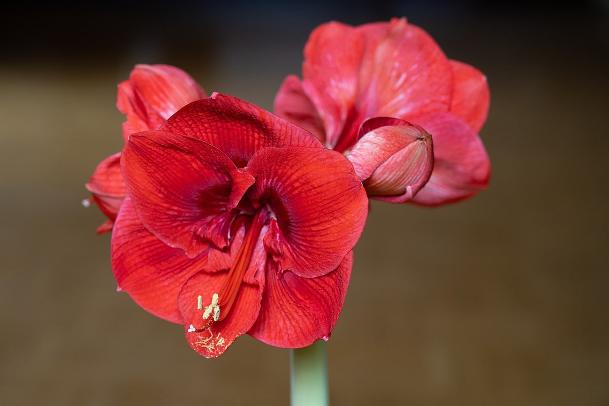 Cách bảo quản củ hoa amaryllis cho mùa sau.