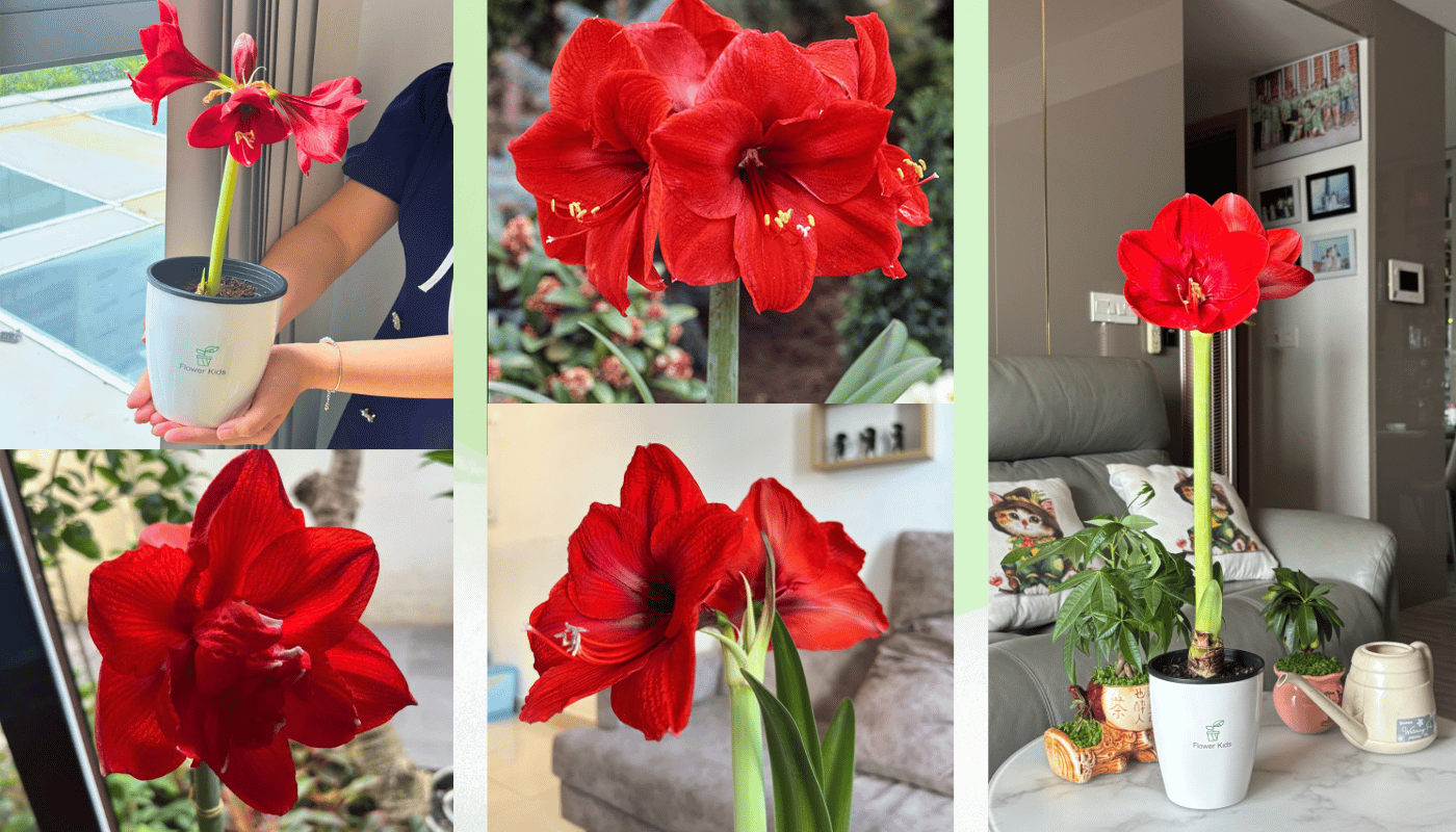 Với Bộ kit trồng hoa Flower Kids, hướng dẫn trồng hoa Amaryllis trở nên dễ dàng và gần gũi hơn bao giờ hết.