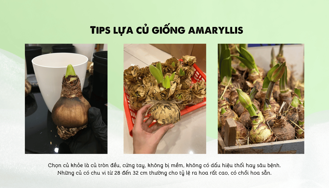 Hướng dẫn chọn củ hoa amaryllis khi mua ở trên mạng.
