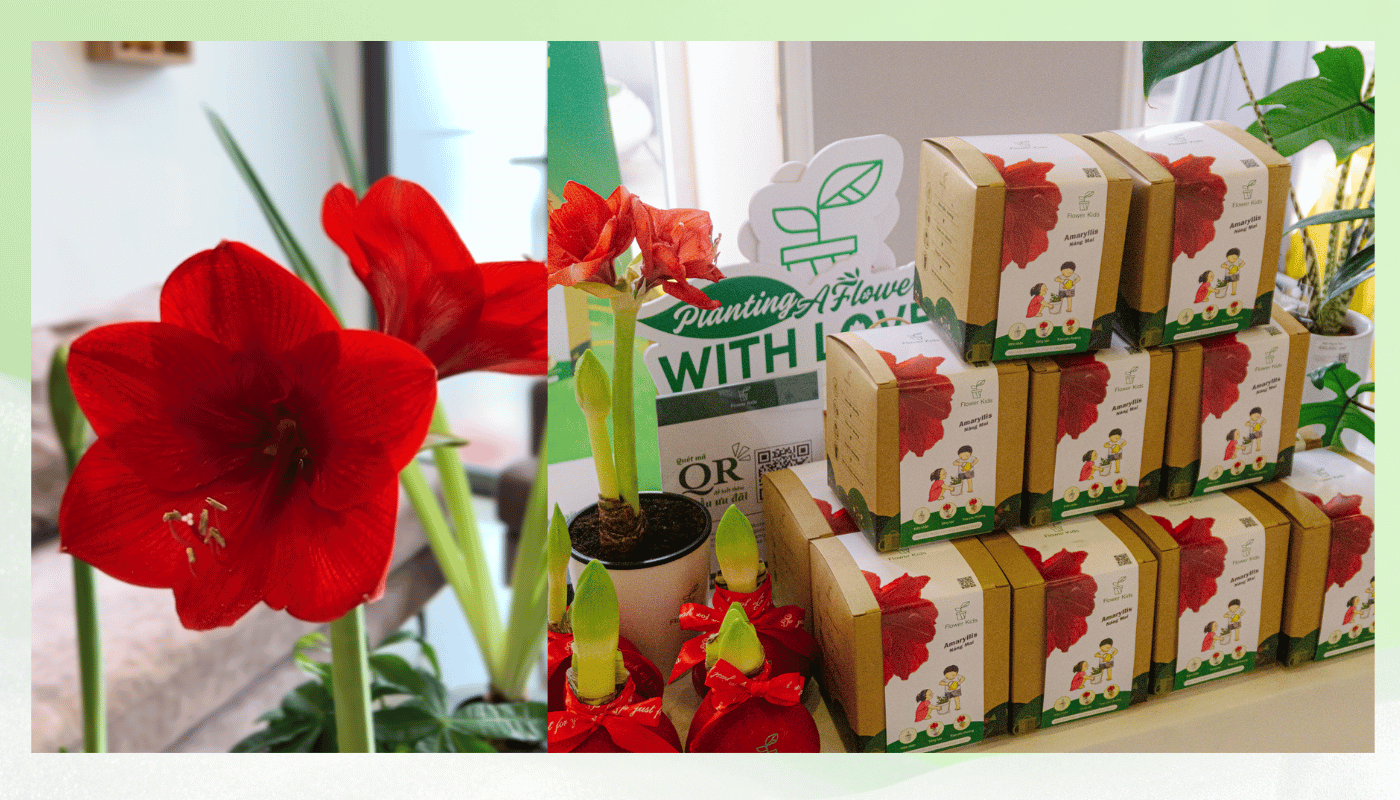 Củ giống Amaryllis được tuyển chọn kỹ càng, thuộc loại 1 nhập khẩu, chu vi củ từ 28 đến 32 cm.