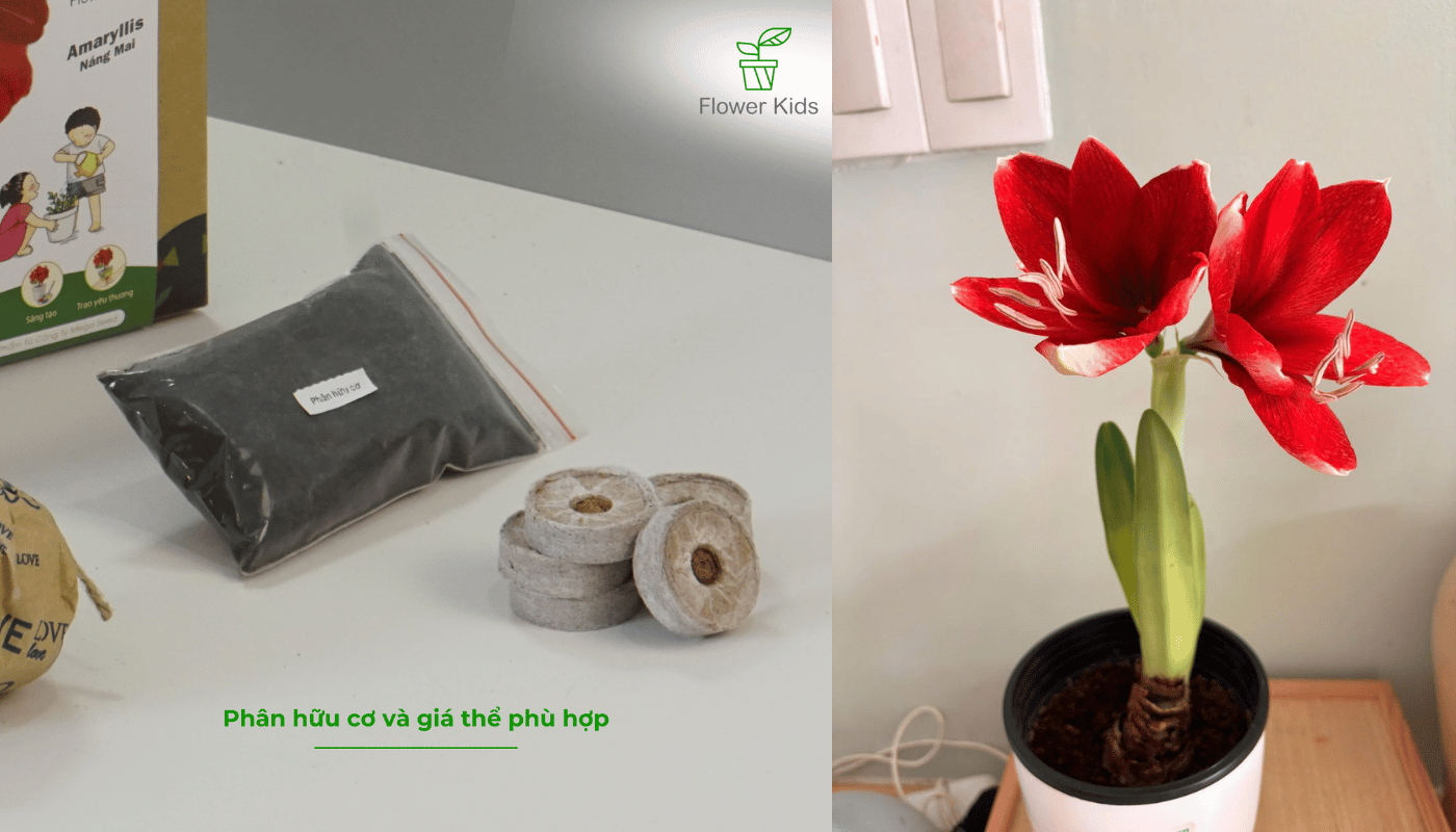 Bộ kit trồng hoa Amaryllis được chuẩn bị sẵn giá thể nén và phân hữu cơ thuận tiện cho bạn trồng ngay khi nhận.