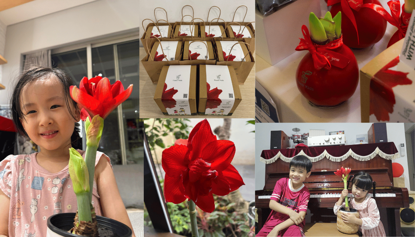 Khi sở hữu bộ kit trồng hoa Amaryllis, bạn sở hữu một hành trình đẹp, chậm và đáng nhớ.