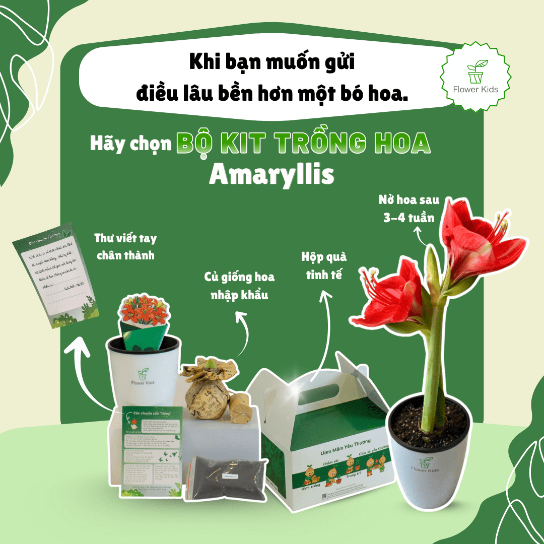 Chọn Amaryllis làm quà Giáng Sinh có đáng không ?