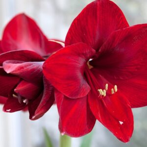 Lý do hoa Amaryllis được yêu thích trong mùa lễ hội cuối năm.