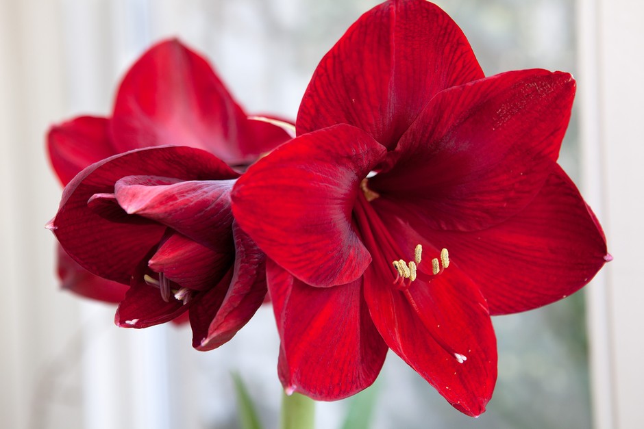 Lý do hoa Amaryllis được yêu thích trong mùa lễ hội cuối năm.
