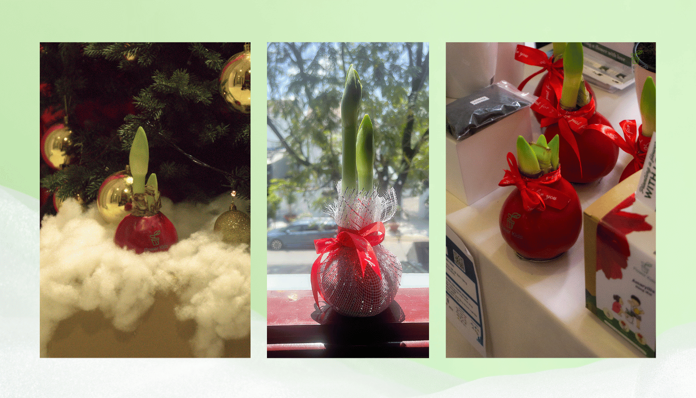 Dòng củ sáp amaryllis (wax amaryllis) không cần đất, không cần nước, không cần chăm sóc.