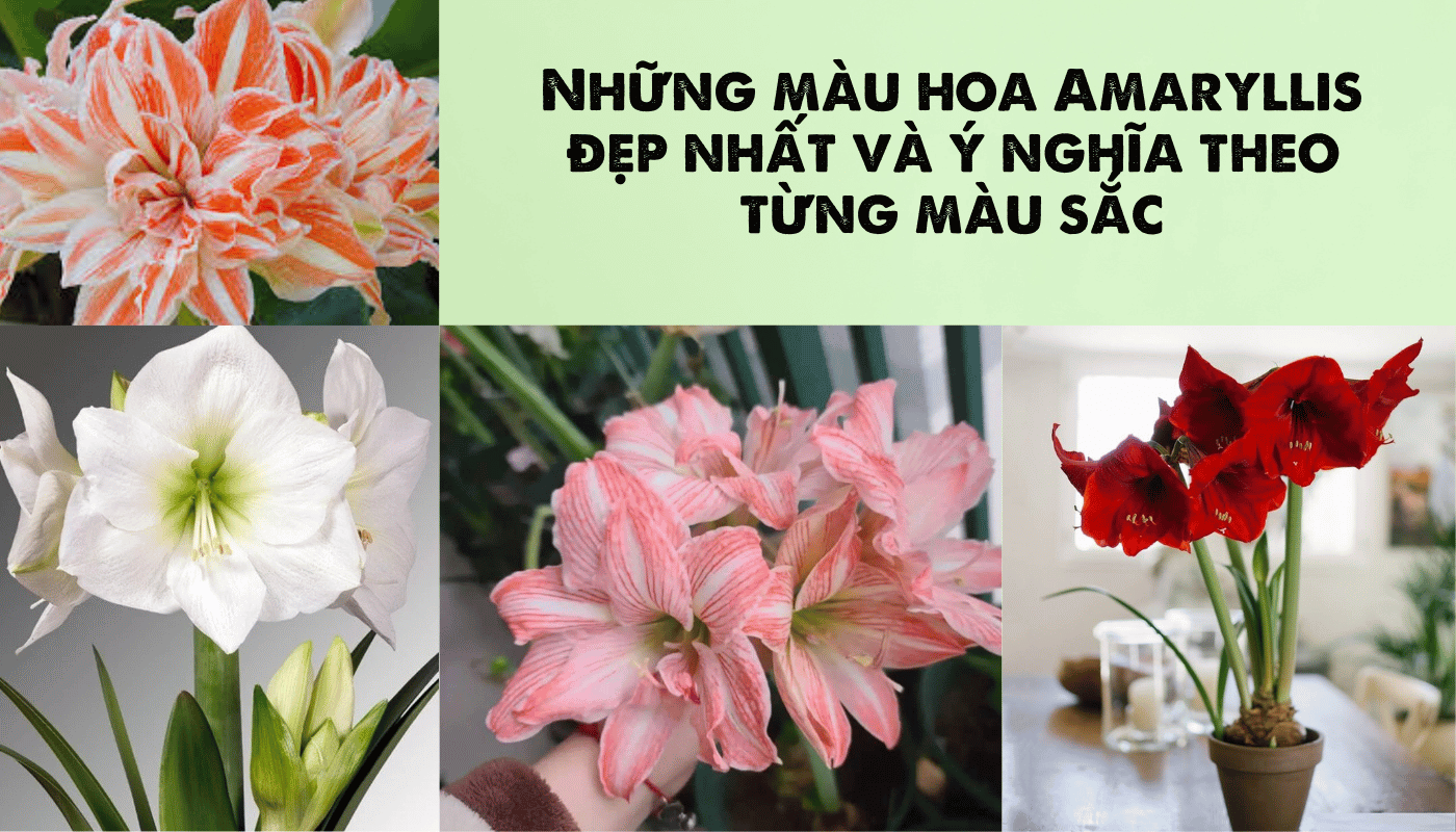Những màu hoa amaryllis đẹp nhất và ý nghĩa theo từng sắc hoa.