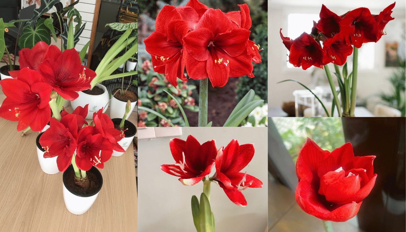 Hoa Amaryllis đỏ là món quà tặng vừa tràn đầy tình yêu vừa mang lời chúc thịnh vượng.