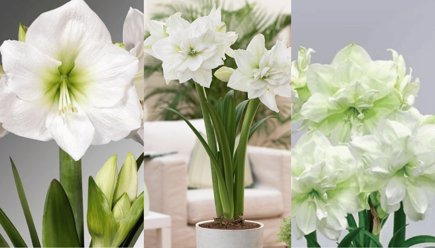 Hoa Amaryllis trắng mang vẻ đẹp thanh khiết, lặng lẽ mà kiêu hãnh.
