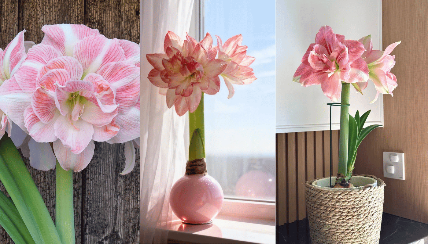 Hoa Amaryllis hồng: Vẻ đẹp dịu dàng và tình bạn bền chặt.
