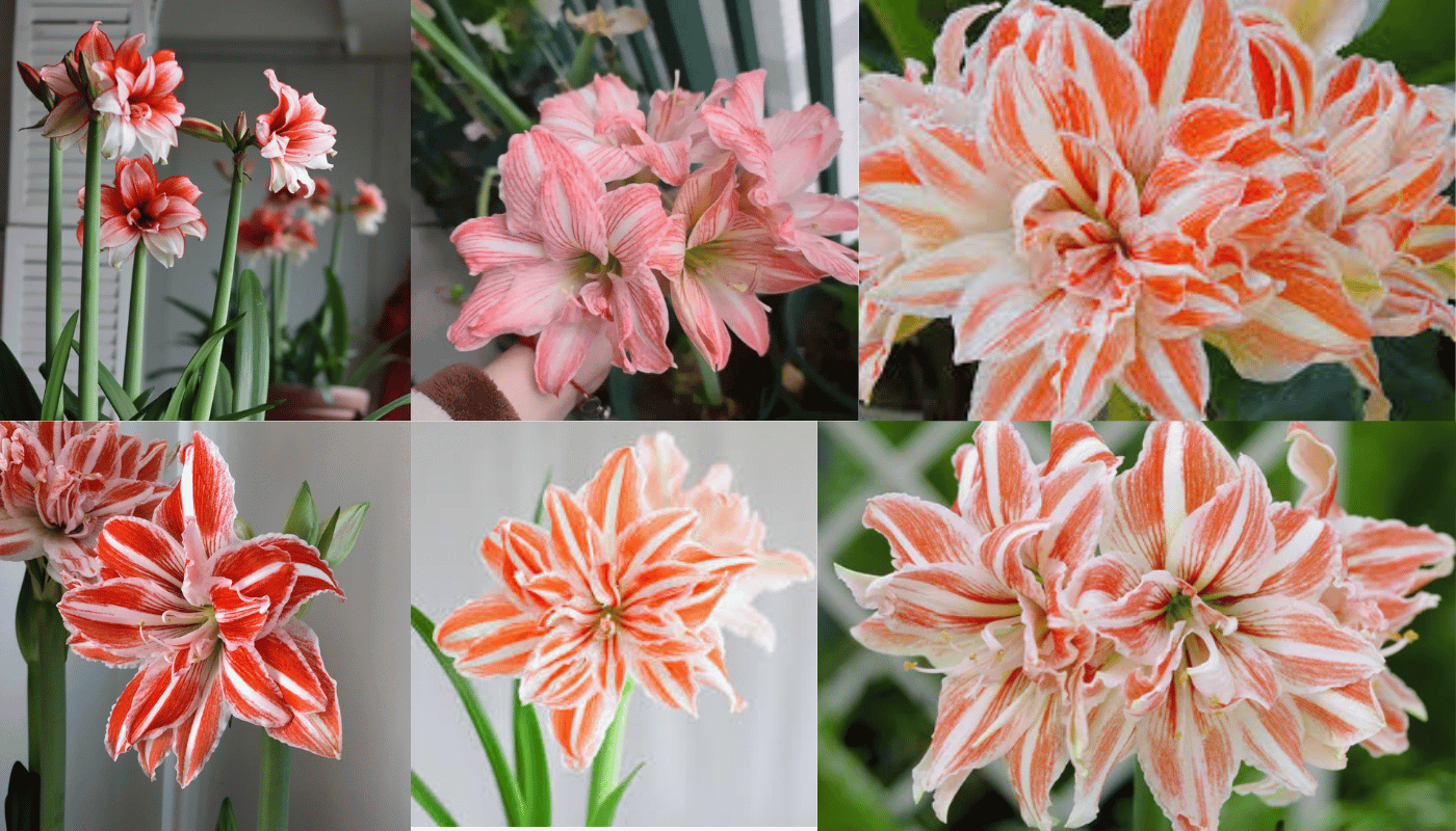 Hoa Amaryllis Dancing Queen hay Aphrodite càng ấn tượng hơn nhờ những lớp cánh xếp chồng.