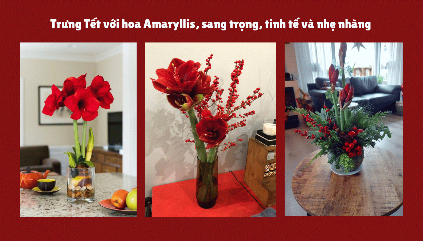 Amaryllis - một hoa trưng Tết trong nhà tinh tế và dễ chăm.