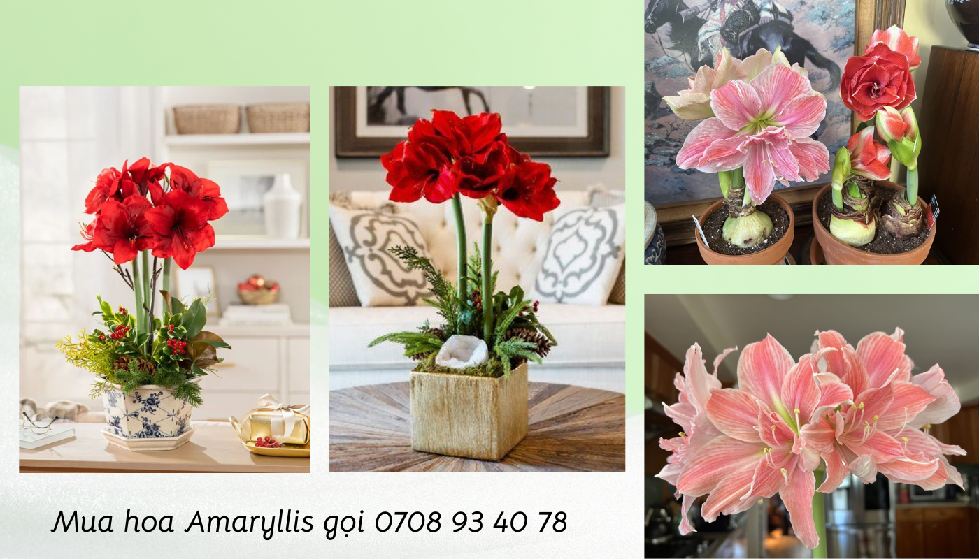 Amaryllis - lựa chọn hoa trưng Tết ý nghĩa theo tinh thần hiện đại.
