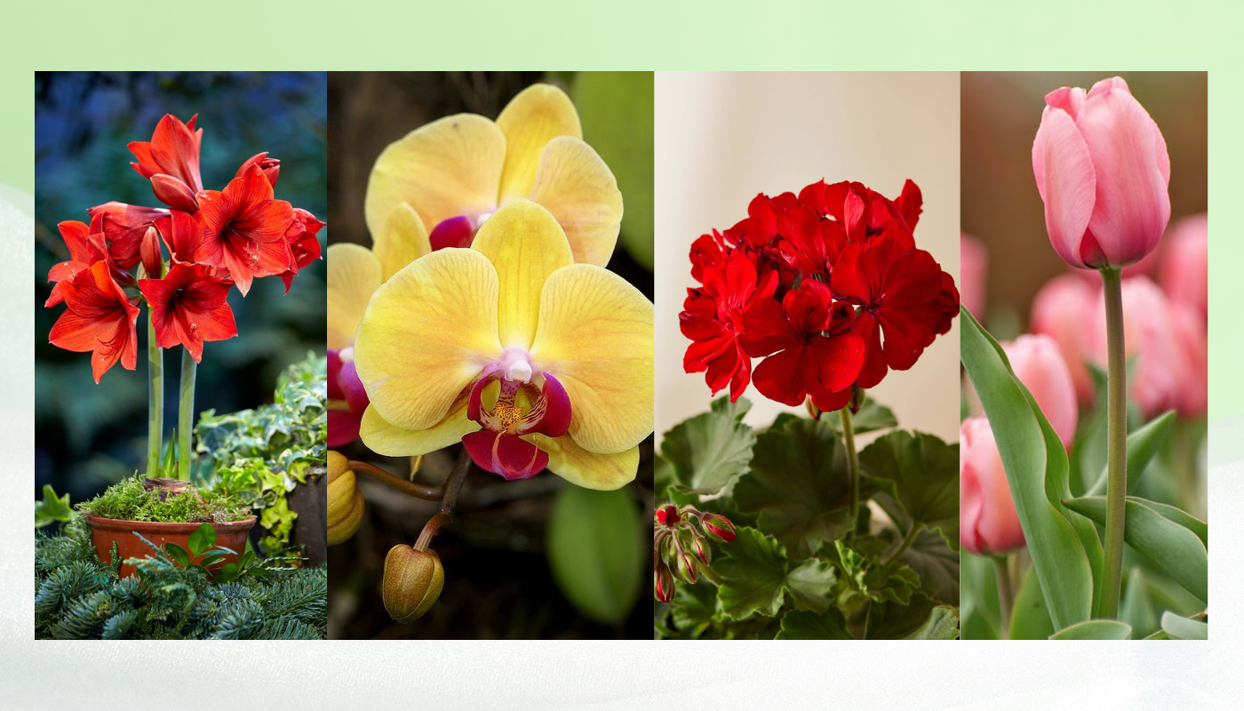 Vì sao người Việt coi trọng hoa trưng Tết ý nghĩa?