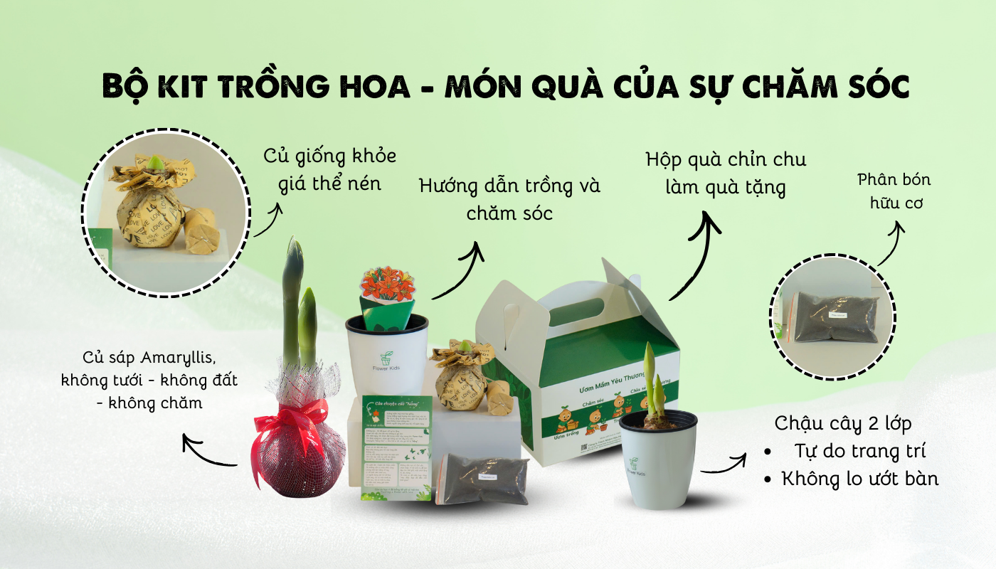 Trồng hoa trưng Tết ý nghĩa với Bộ kit trồng hoa Amaryllis.