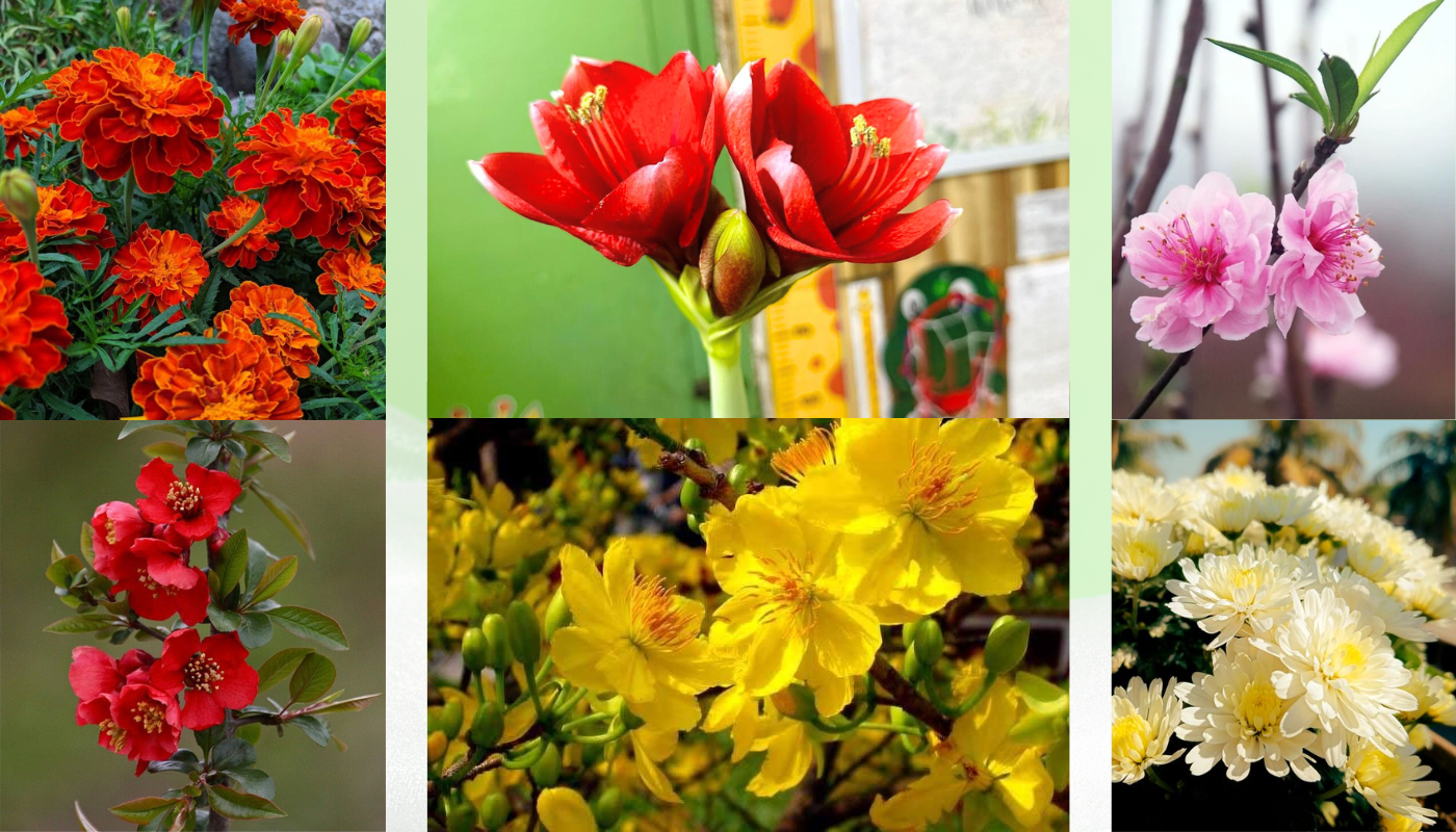 Hoa trưng Tết ý nghĩa - Gợi mở may mắn, tài lộc và gắn kết gia đình ngày đầu năm.