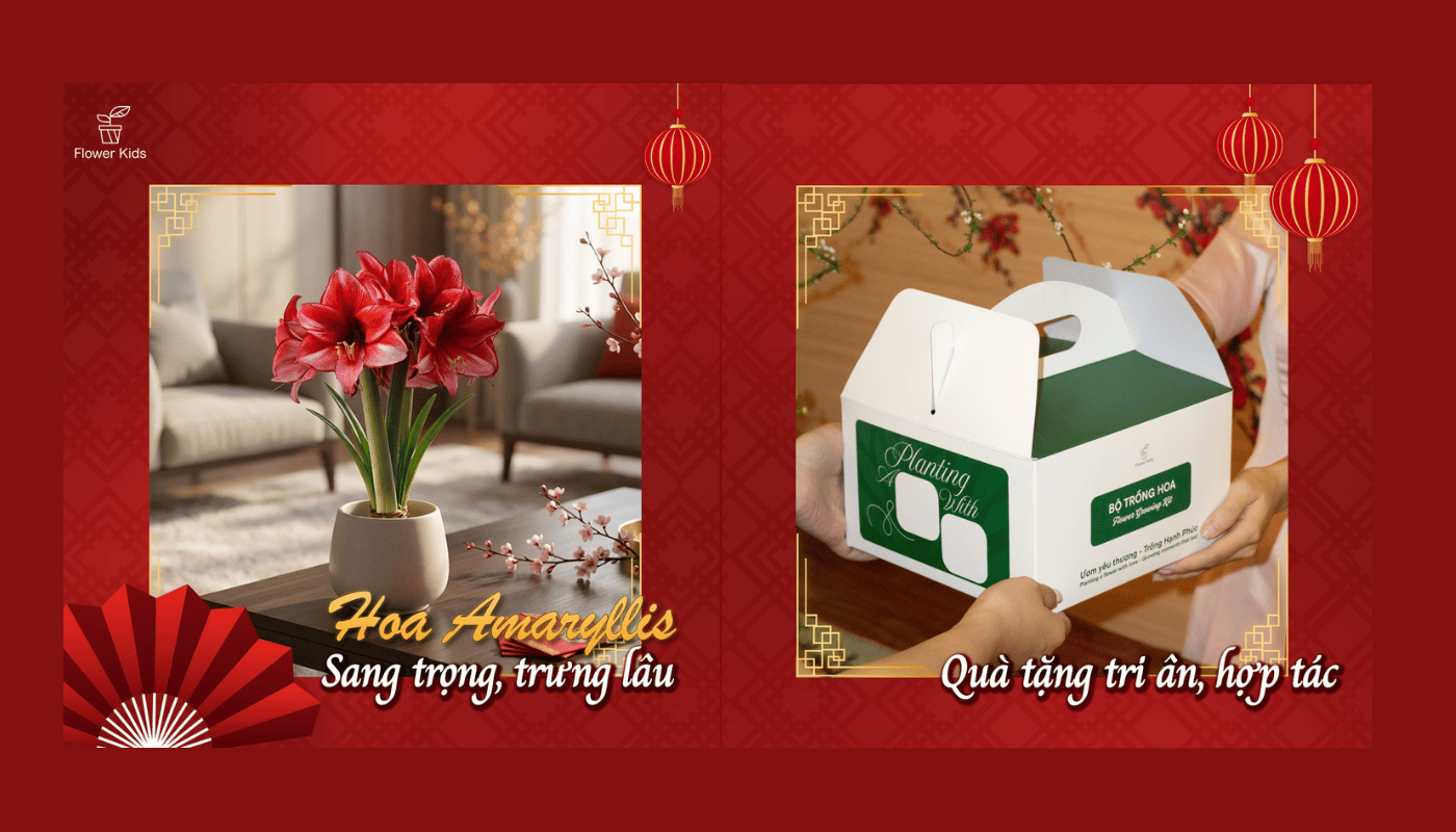 Bộ Kit Trồng Hoa Amaryllis làm quà tặng sang trọng.