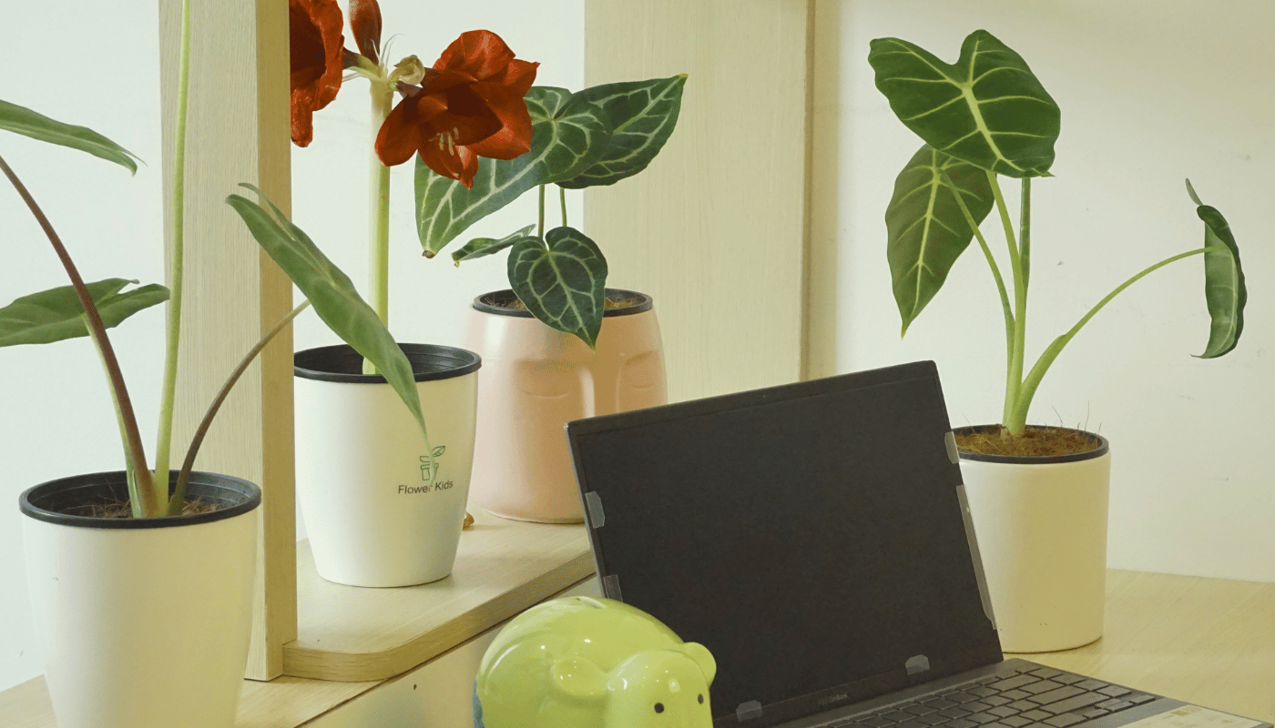 Hoa Tết độc lạ không cần chăm nhiều.