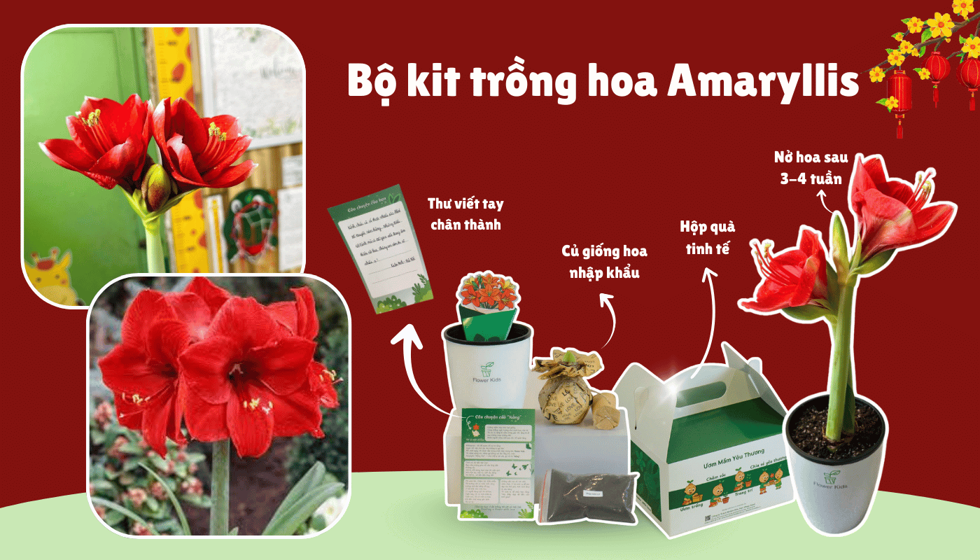 Vì sao hoa trồng theo bộ kit ngày càng được chọn làm hoa Tết?