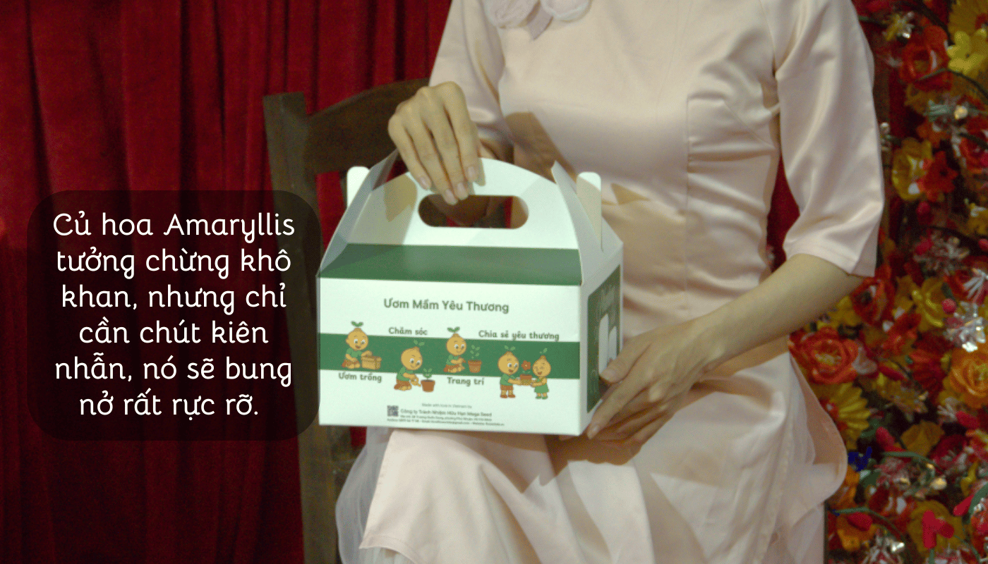 Củ hoa Amaryllis kiên trì và bung hoa rực rỡ sau 3-5 tuần chăm sóc.