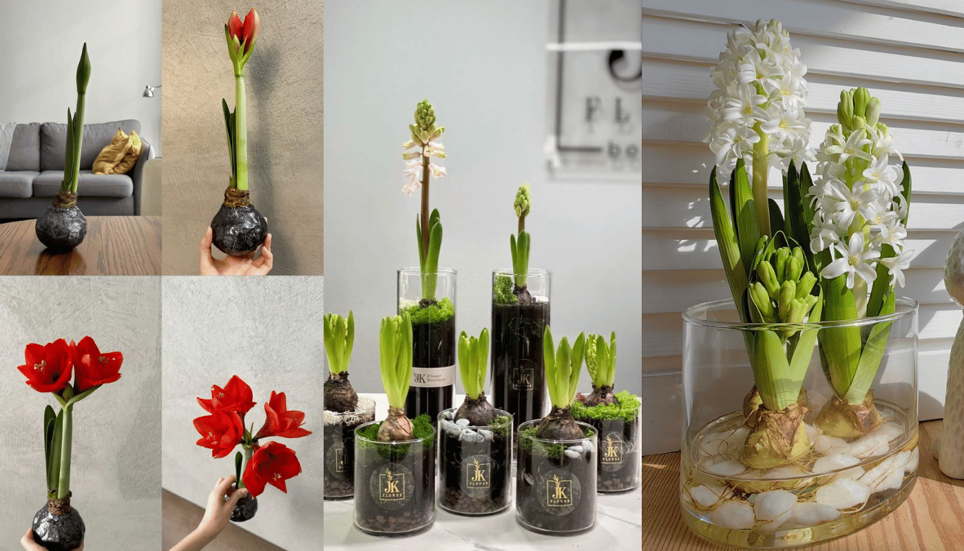 Xu hướng chọn hoa Tết cho người sống căn hộ và người bận rộn.