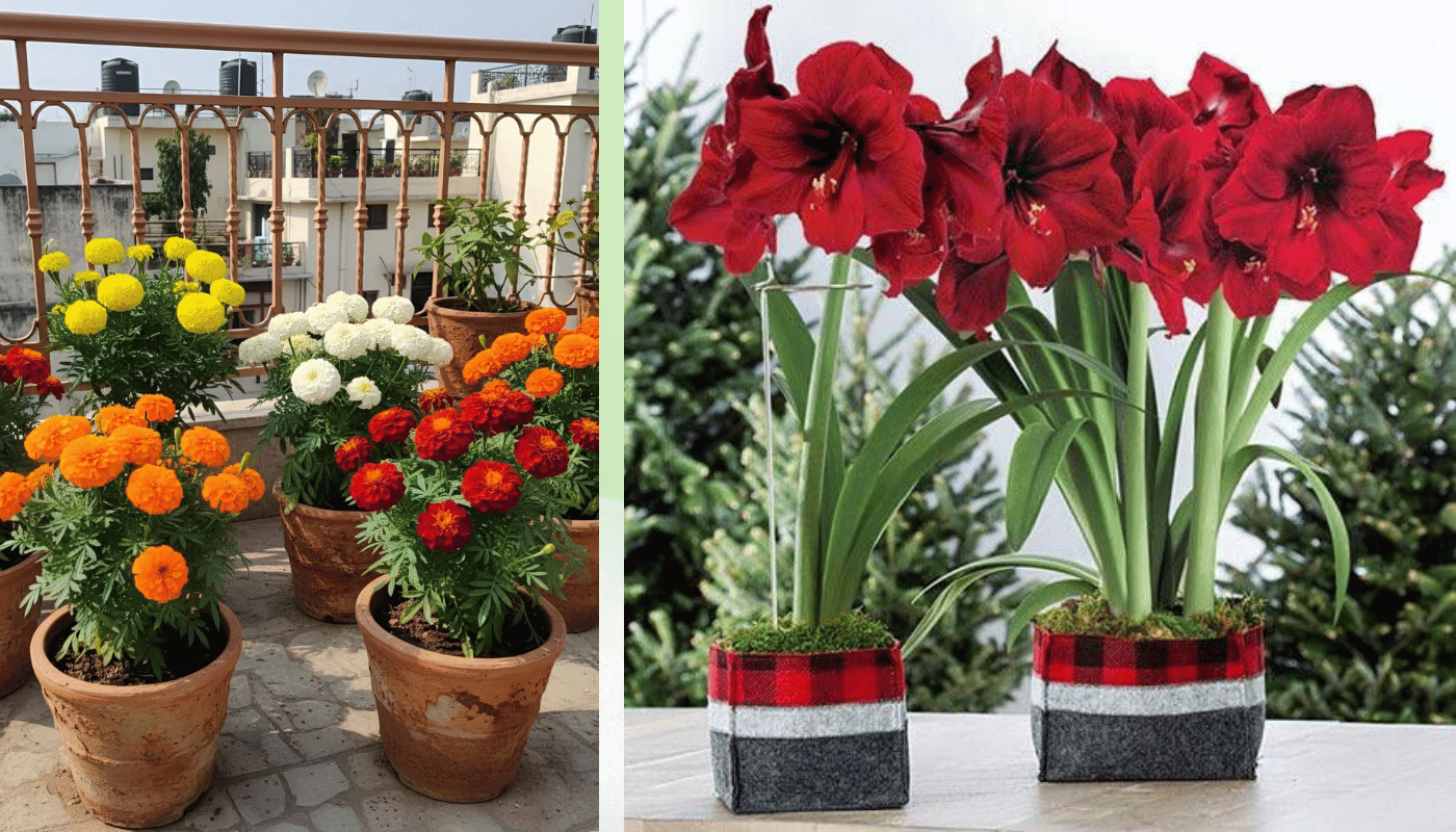 Hoa trưng Tết đẹp - Đẹp ở hình thức hay đẹp ở hành trình?