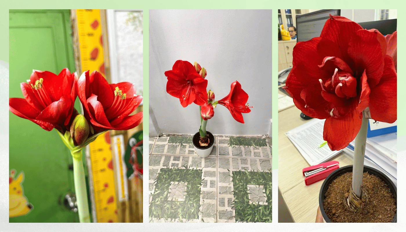 Tự tay gieo trong hoa trưng Tết 2026 bền, đẹp và ý nghĩa.