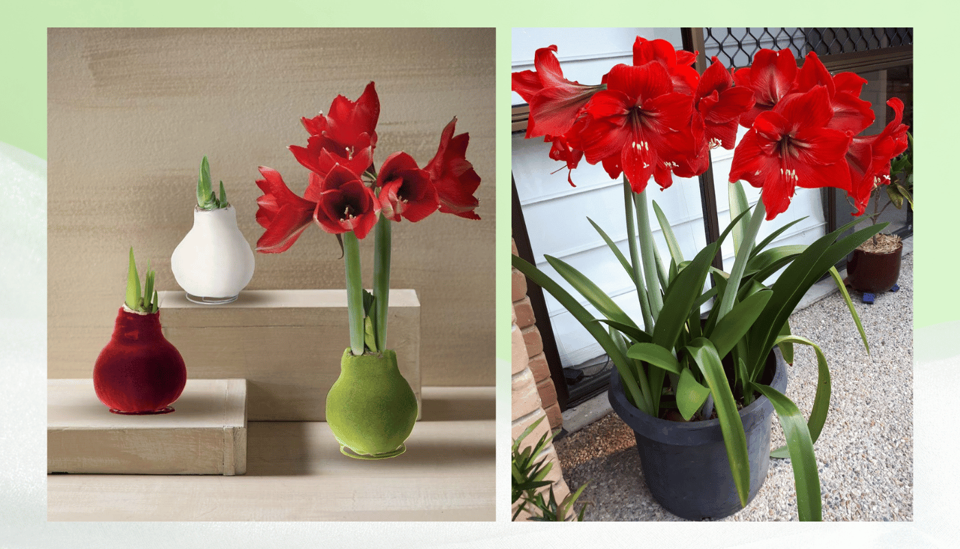 Hoa trưng Tết trong nhà - Không gian sống cần những loài hoa “biết thích nghi”.