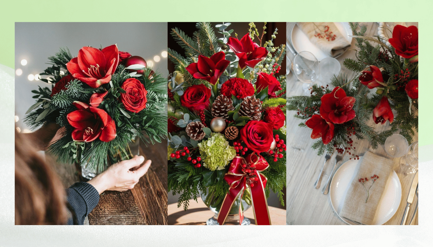 Mỗi bông hoa amaryllis bung nở là một lời chúc mừng thầm lặng gửi đến mùa lễ Giáng sinh an lành.