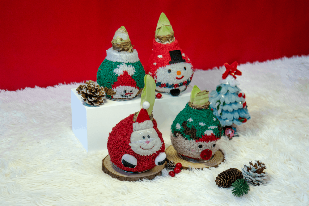 Củ sáp Amaryllis chỉ cần đặt xuống là nở, đúng tinh thần “mùa lễ an nhàn”, để mọi người có thêm thời gian tận hưởng không khí sum vầy.