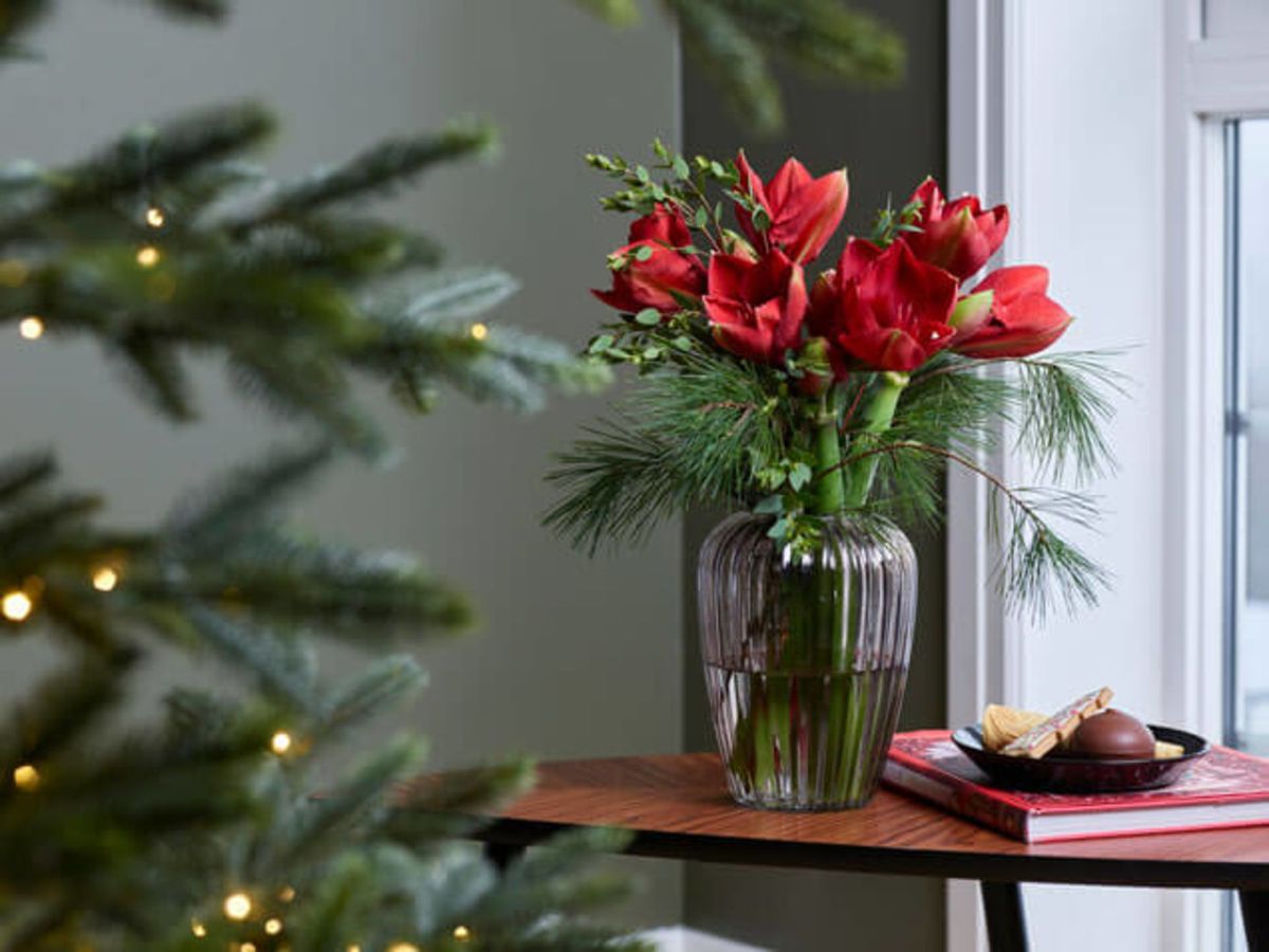 Hoa amaryllis còn mang trong mình câu chuyện về sức sống, hy vọng và ánh sáng.