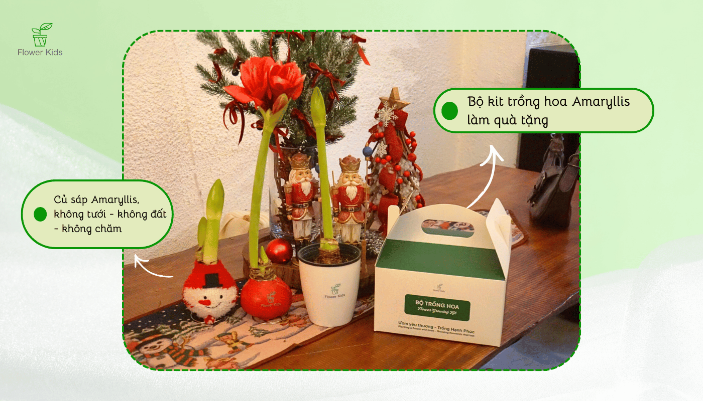 Ý nghĩa hoa Amaryllis thường gắn với: Sự bền bỉ, khả năng vượt qua giai đoạn khó khăn.