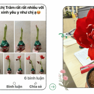 Ý nghĩa hoa Amaryllis: khi một củ hoa gieo khởi đầu mới.