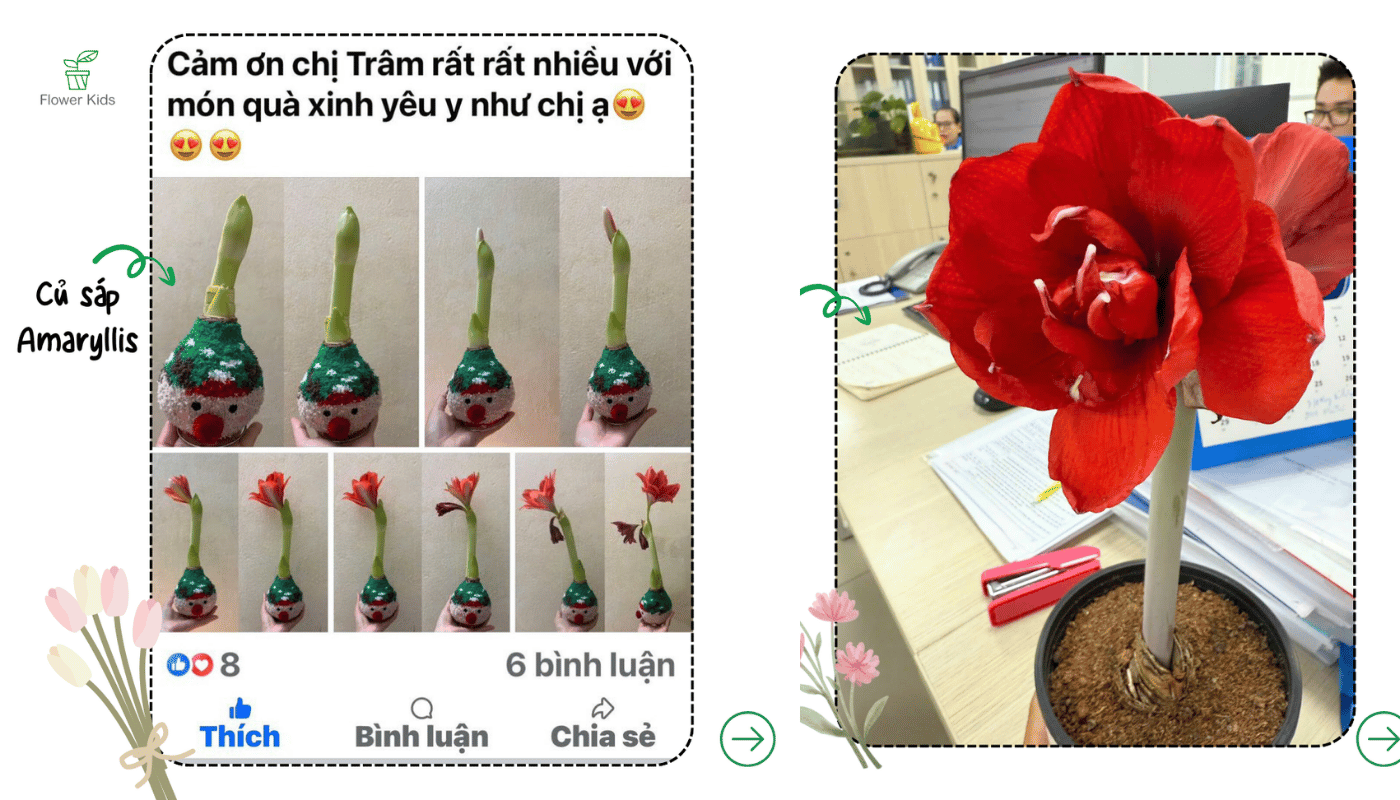 Ý nghĩa hoa Amaryllis: khi một củ hoa gieo khởi đầu mới.