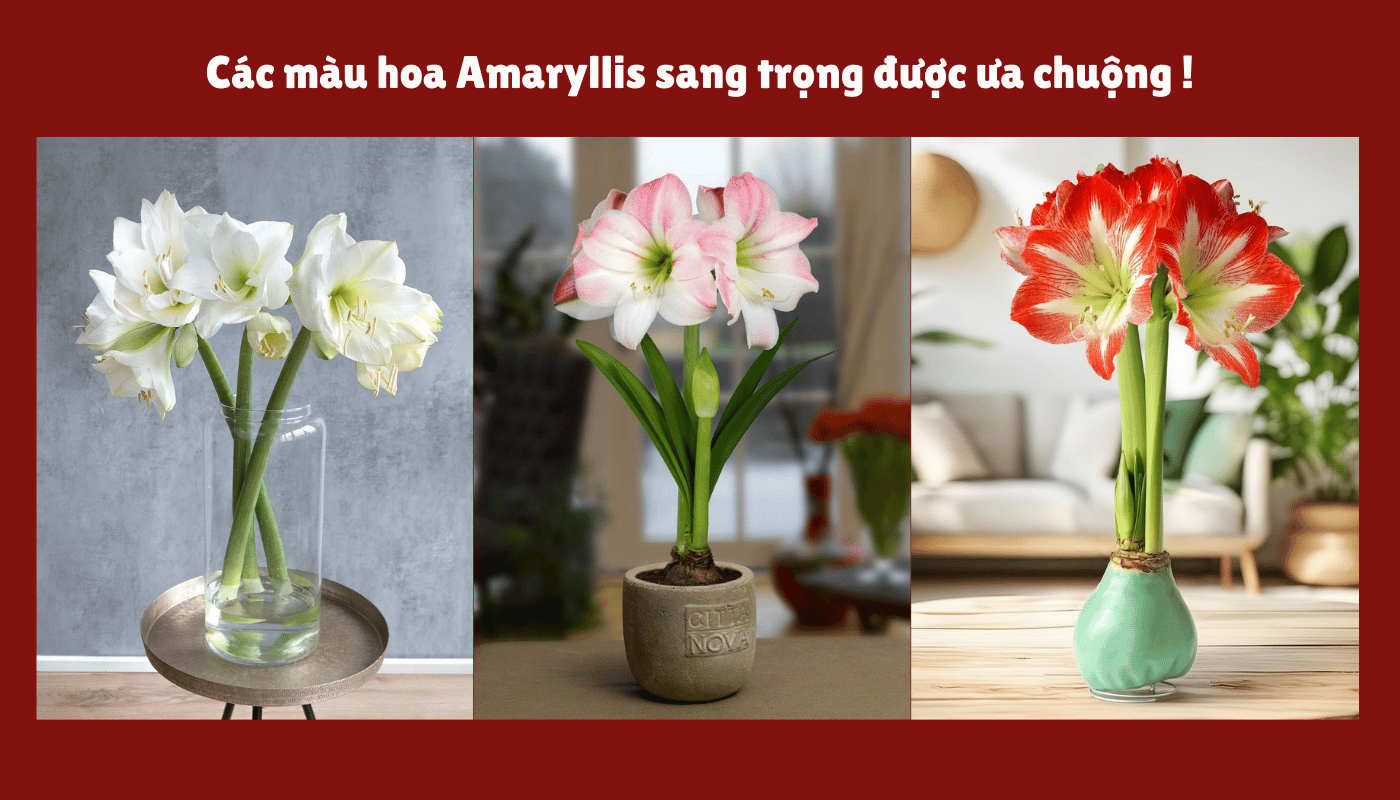 Những màu amaryllis được ưa chuộng.