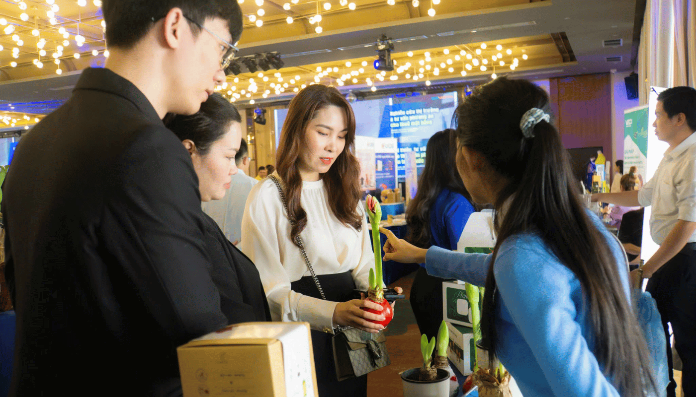 Chọn Amaryllis làm quà tặng cho đối tác, khách hàng VIP.