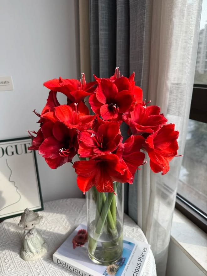 Amaryllis là hoa gì? Nguồn gốc và cách trồng.